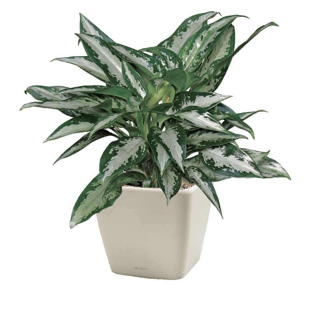 Chinese Evergreen, Jubilee Plantscape LIVE