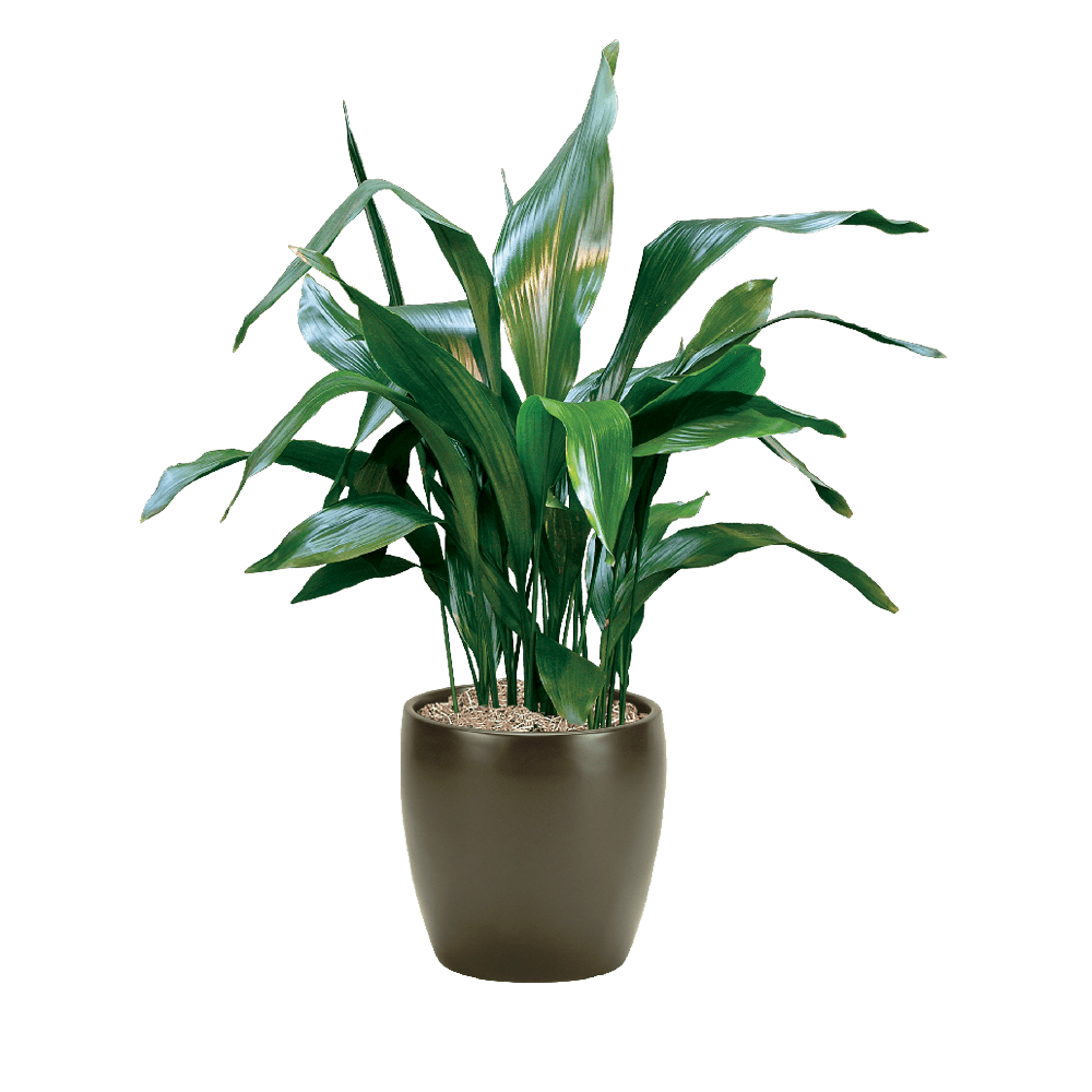Cast Iron Plant Indoor Care, Water, Sunlight Guide Plantscape LIVE
