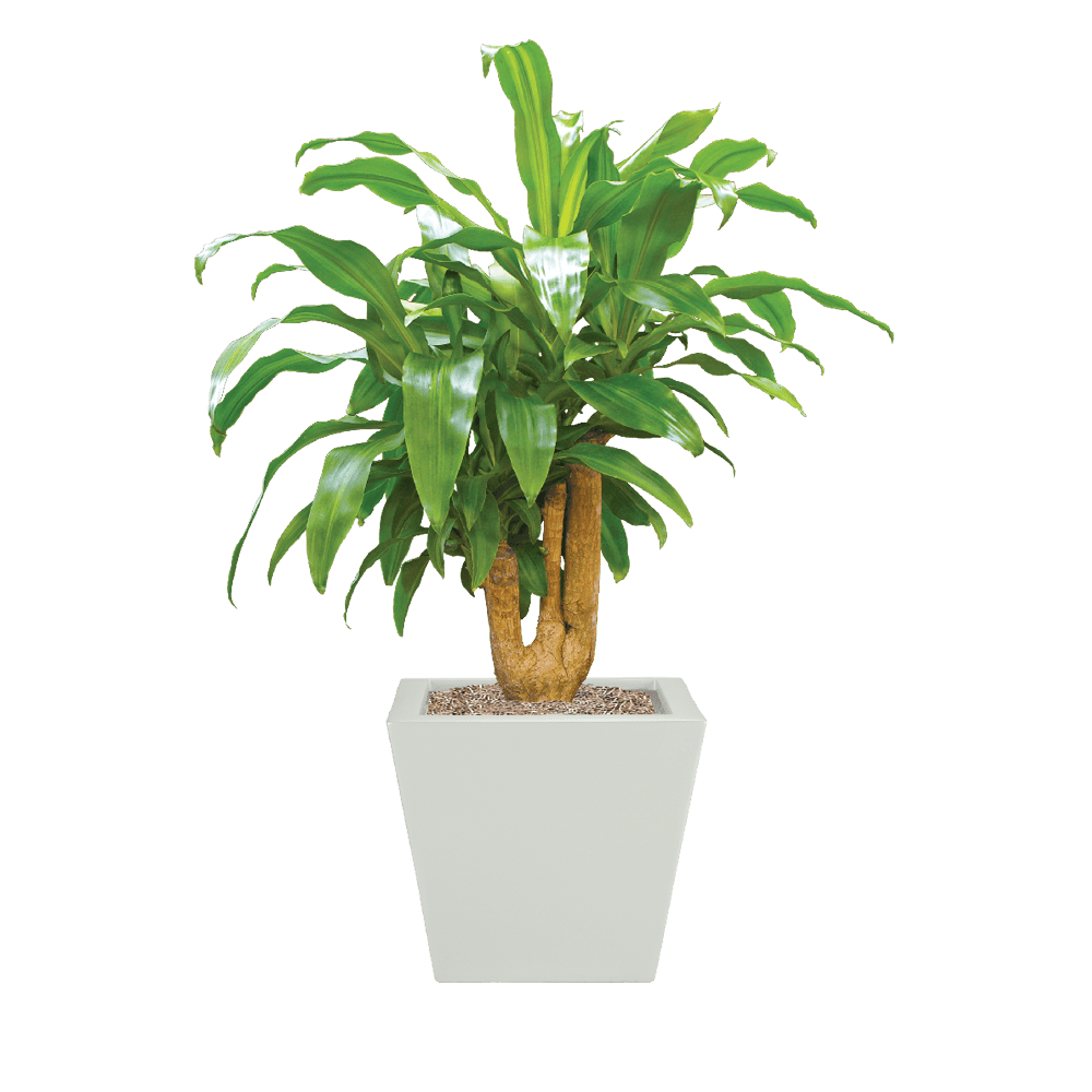 Dracaena Corn Stump Plant Care, Water, Light Guide Plantscape LIVE