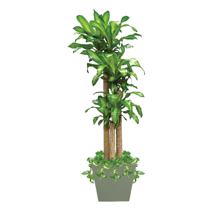 Dracaena Corn Cane Plant Care, Water, Sunlight Guide Plantscape LIVE