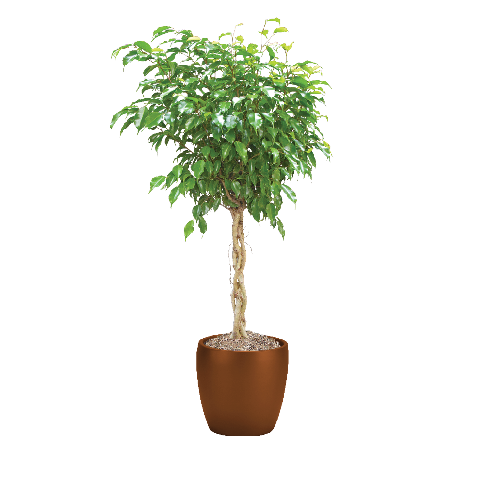 Ficus Benjamina Care Ficus Benjamina Light Conditions Plantscape LIVE