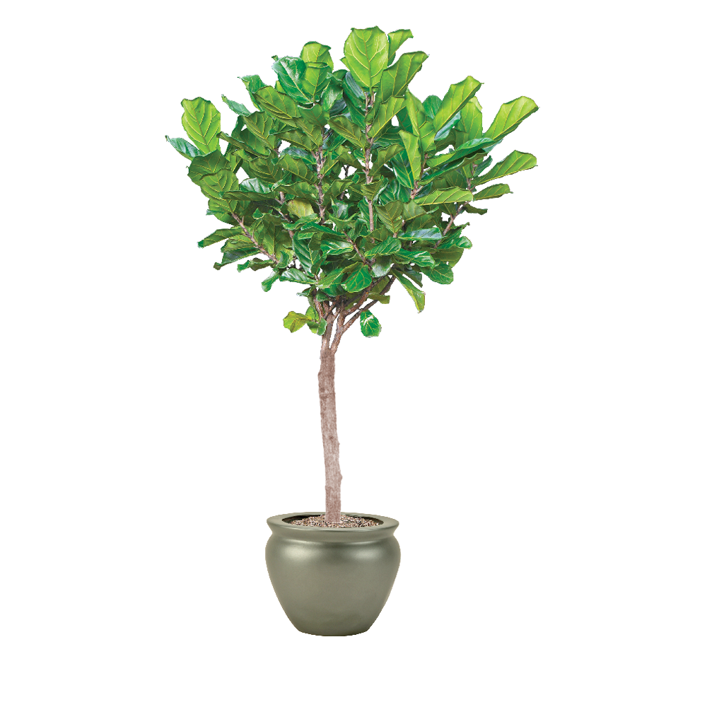 Fiddle Leaf Fig Plant Care Fiddle Leaf Fig Light Needs Plantscape LIVE