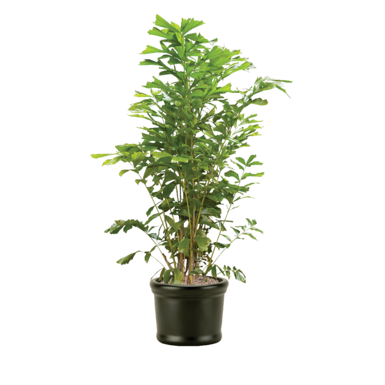 Fishtail Palm Care, Water, Sunlight Guide Plantscape LIVE