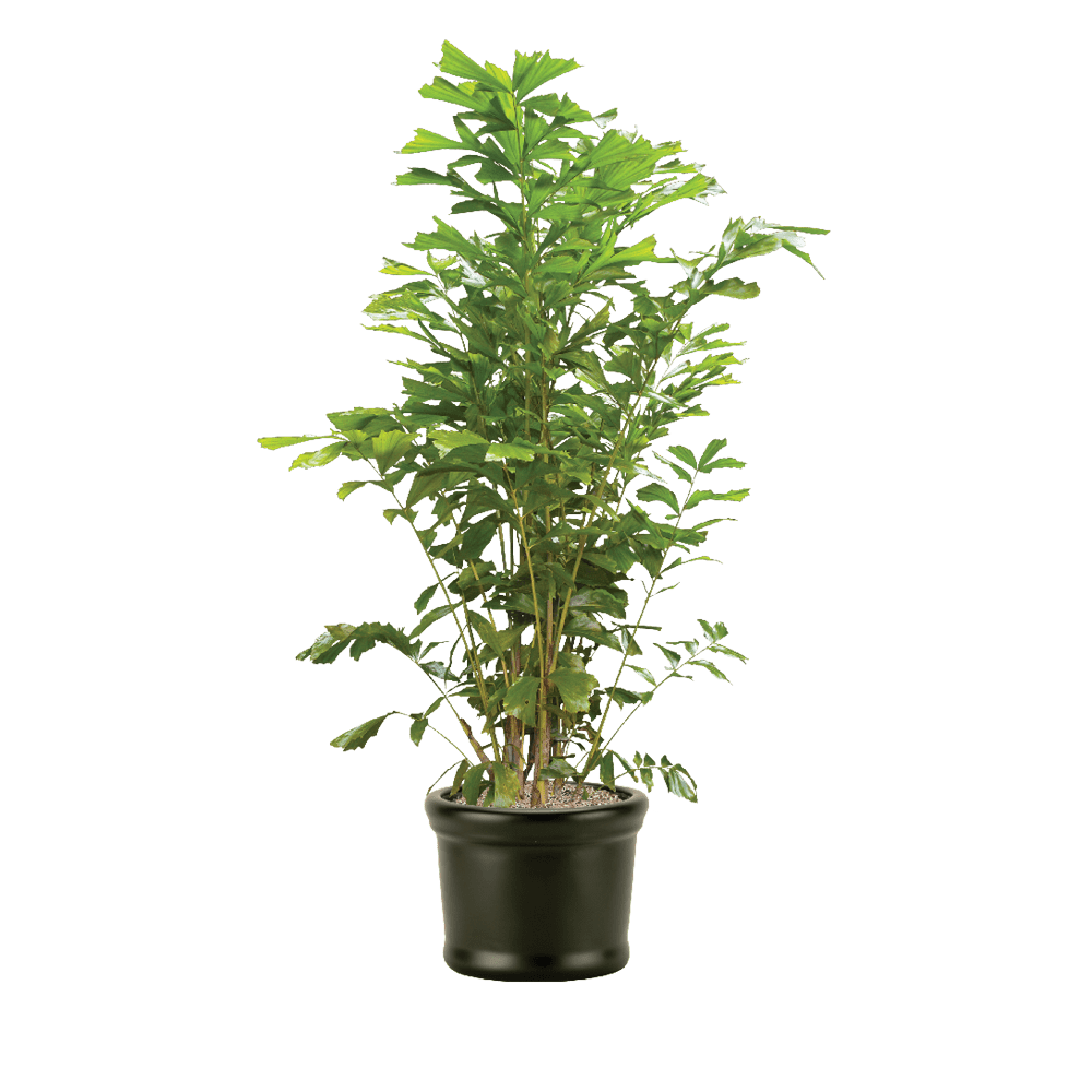 Fishtail Palm Care, Water, Sunlight Guide Plantscape LIVE