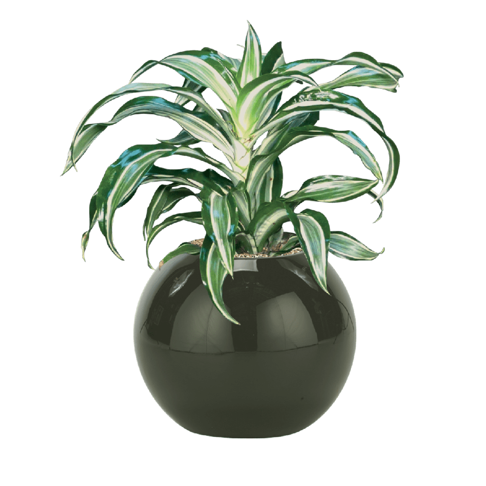 Dracaena Craig Jade Jewel Plant Care Guide Plantscape LIVE