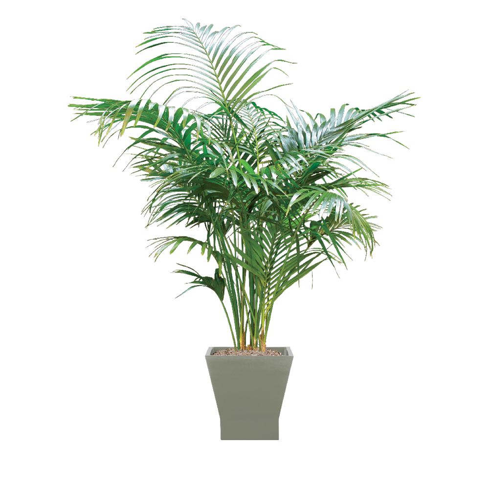Kentia Palm Care, Water, Sunlight Guide Plantscape LIVE