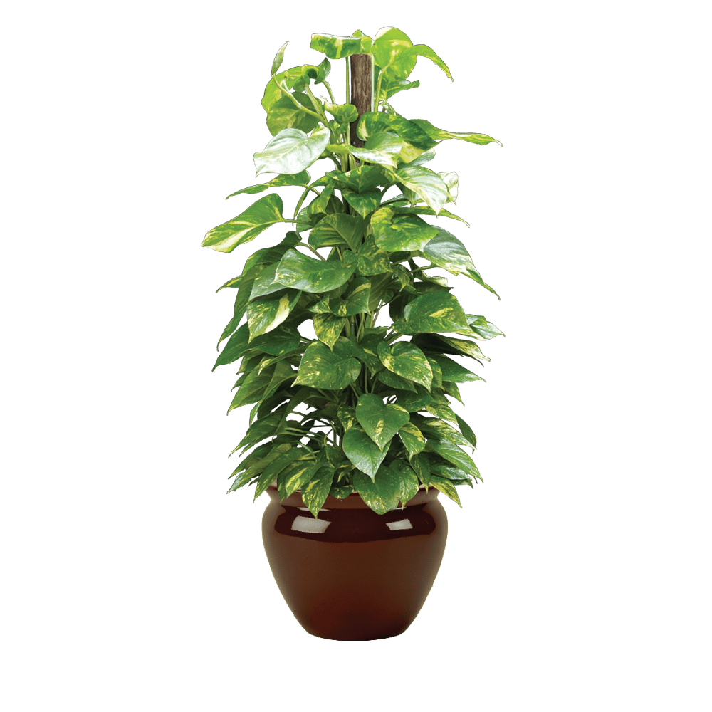 Pothos Marble Queen Pole Plant Care Guide Plantscape LIVE