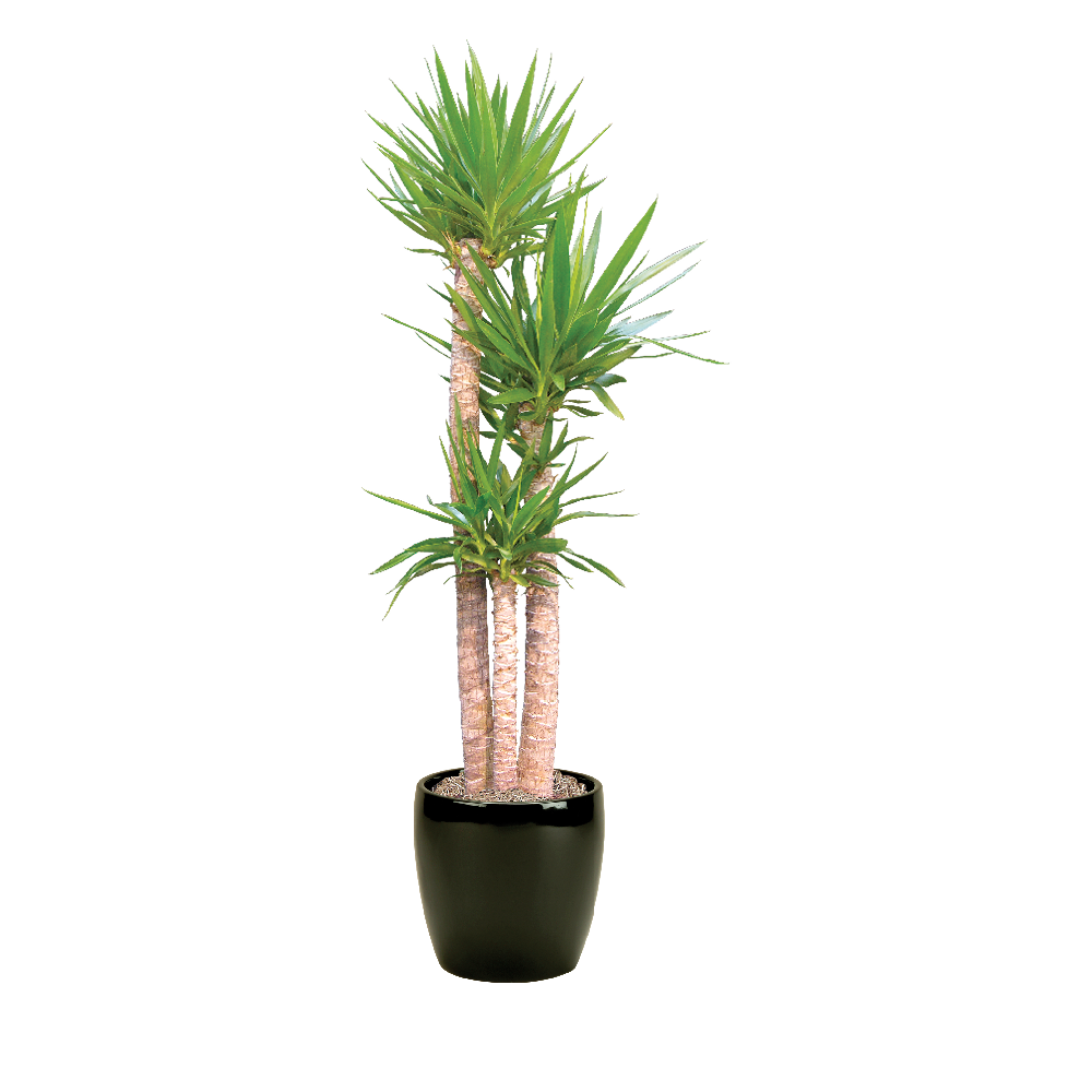 Yucca Cane Plant Care Water, Sunlight Requirements Plantscape LIVE