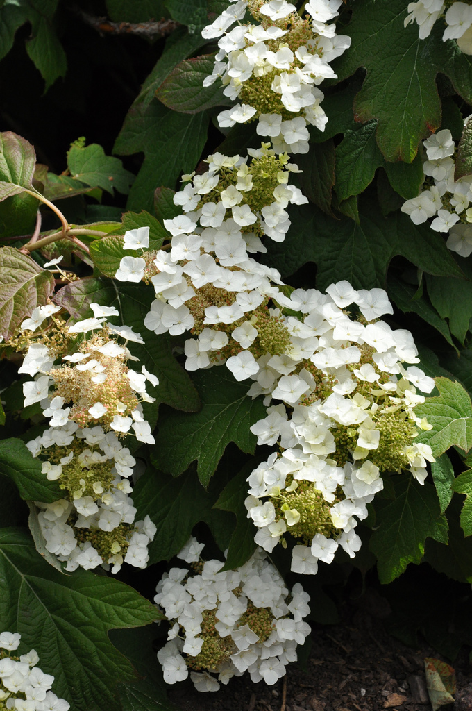 Hydrangea quercifolia 'PeeWee' Plants Direct Victoria, BC
