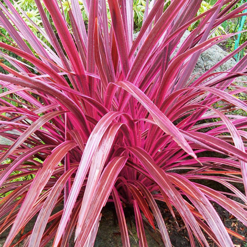 Cordyline Electric Pink Plants for Spaces