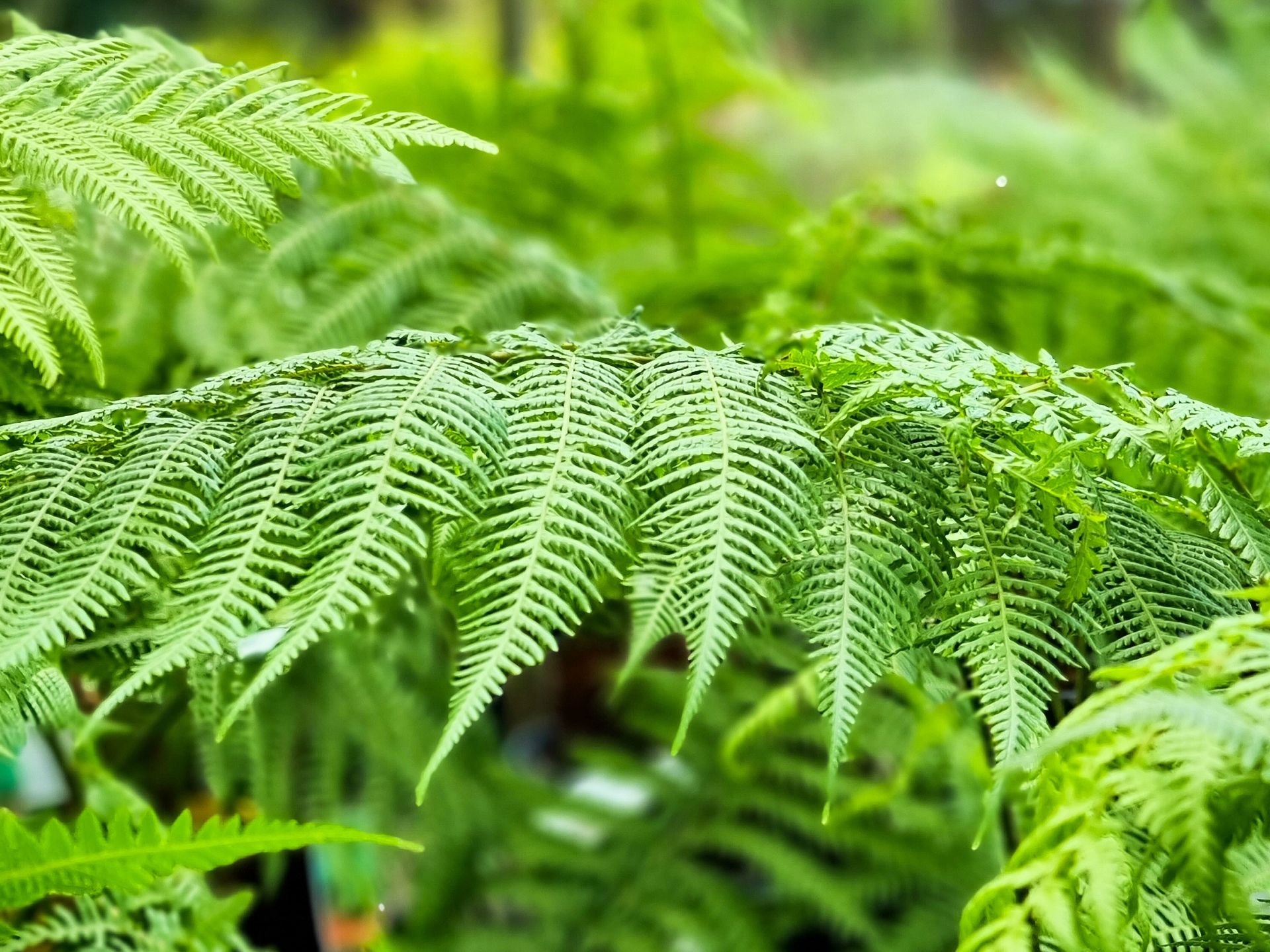 Soft Tree Fern Plants for Spaces