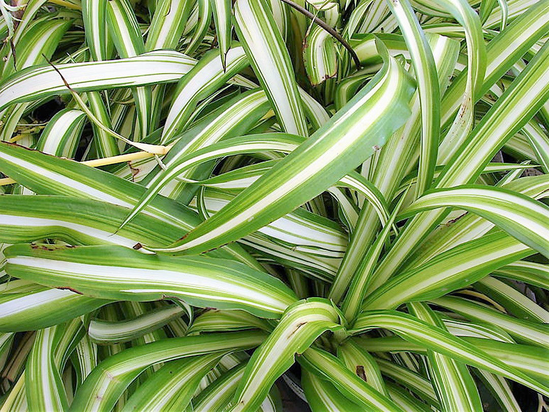 Spider Plant Plants for Spaces