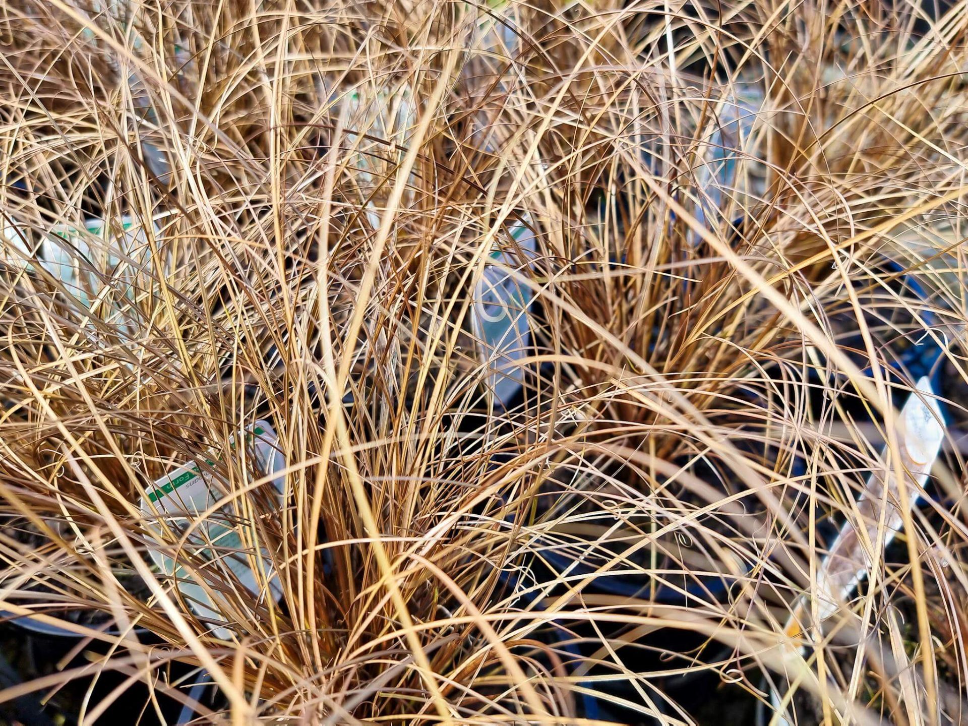 Carex comans Bronze Plants for Spaces