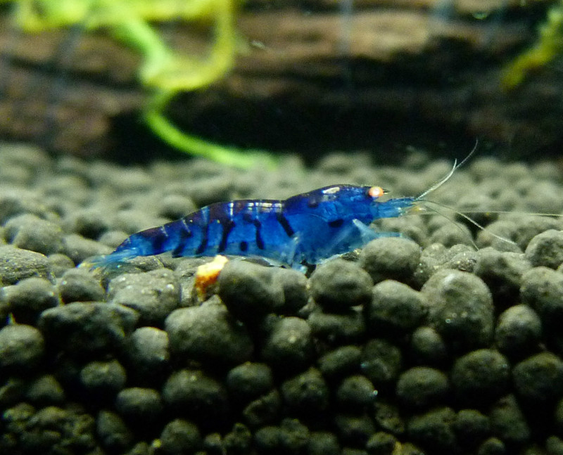 Blue Tiger Shrimp (Caridina cantonesis sp. "blue") Plants & Shrimps!