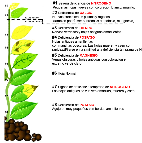 Deficiencias de nutrientes en plantas de acuario