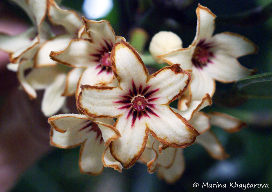 Trees of Tropical Asia Cola nitida