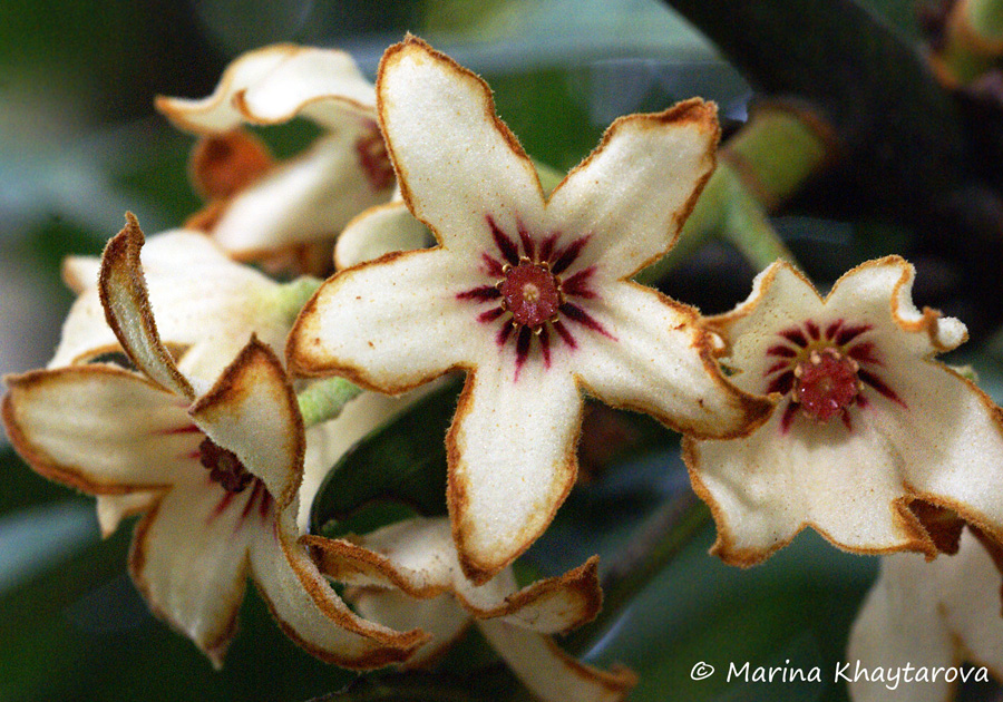 Trees of Tropical Asia Cola nitida