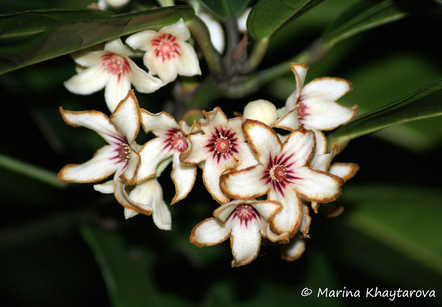 Trees of Tropical Asia Cola nitida