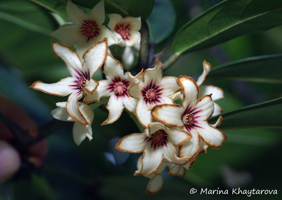 Trees of Tropical Asia Cola nitida