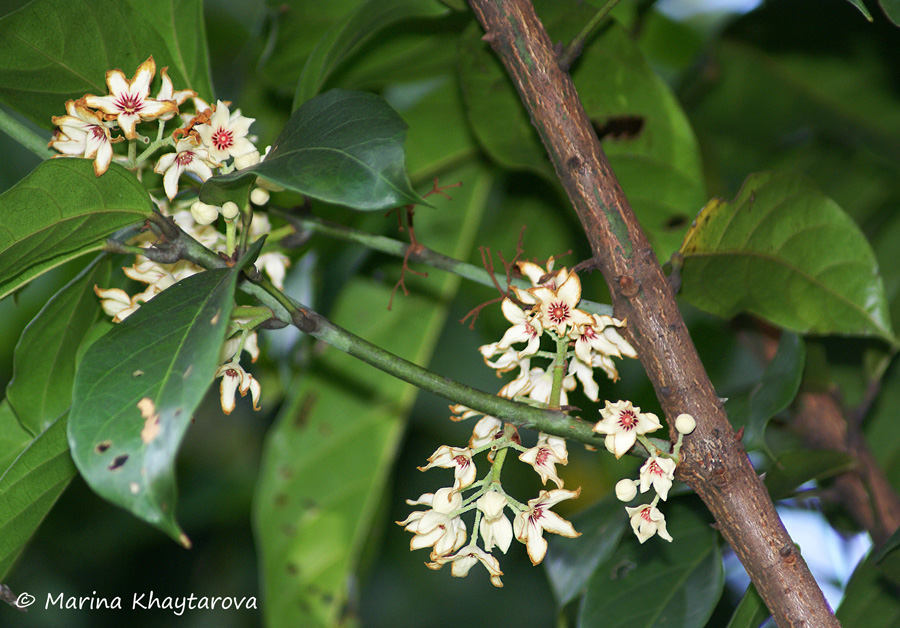 Trees of Tropical Asia Cola nitida