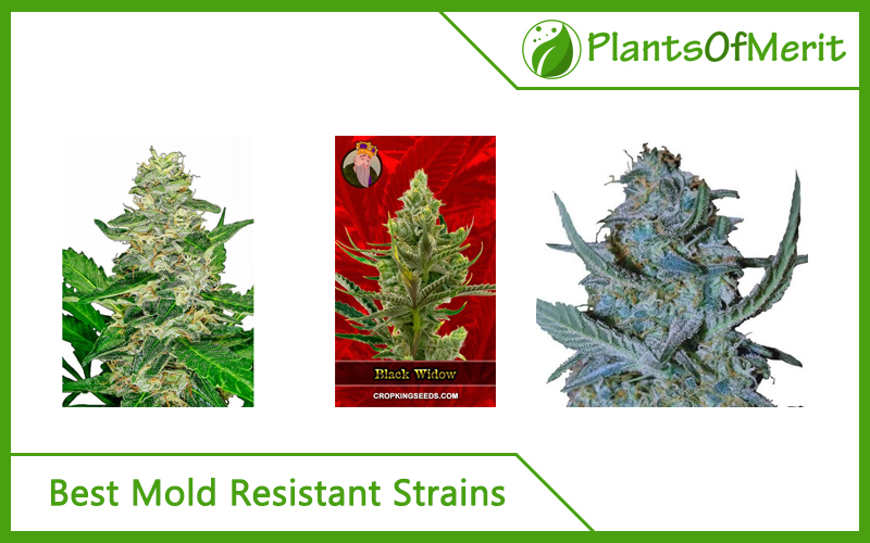15 Best Mold Resistant Strains in 2023 A Complete List of Marijuana