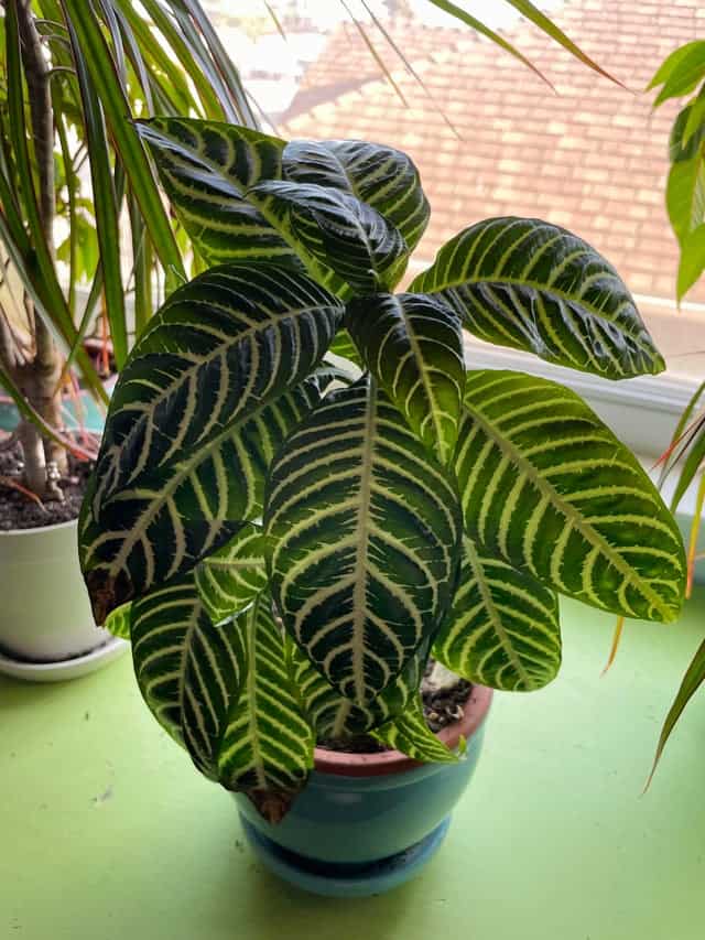 Zebra Plant Care Growing Aphelandra Squarrosa at Home Plants Of Merit