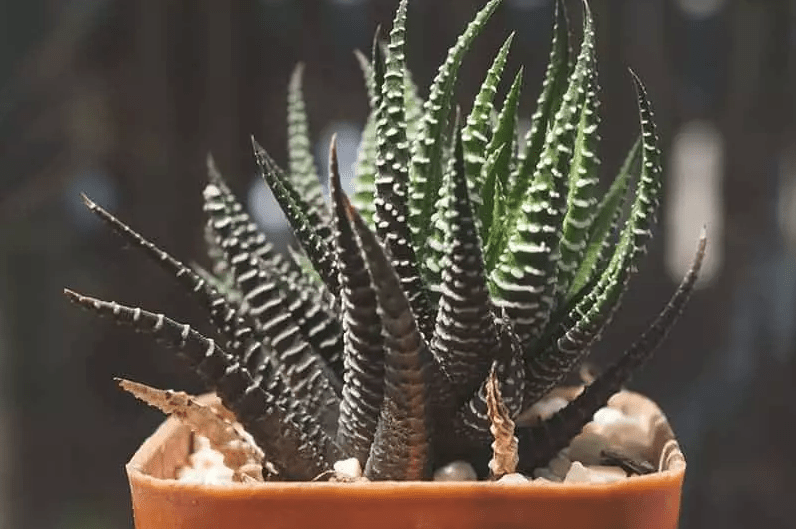 Zebra Plant Care Growing Aphelandra Squarrosa at Home Plants Of Merit