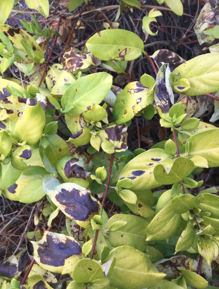 5 Causes of Honeysuckle Leaves Turning Yellow Treatments