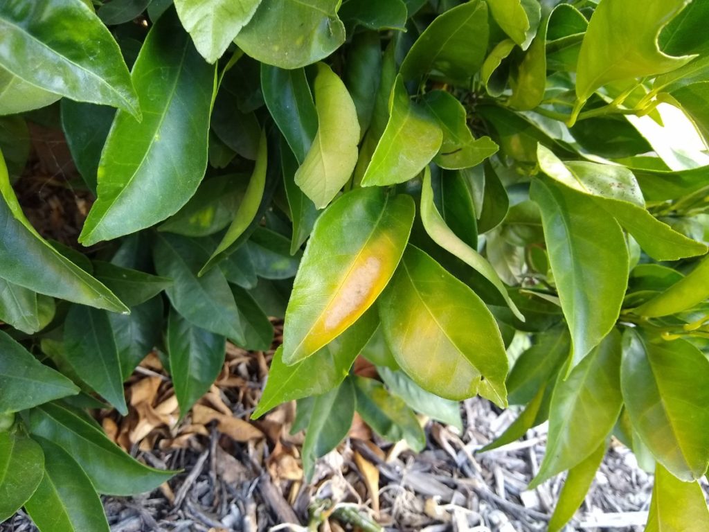7 Reasons For Yellow Leaves On Orange Tree Fixing Guide