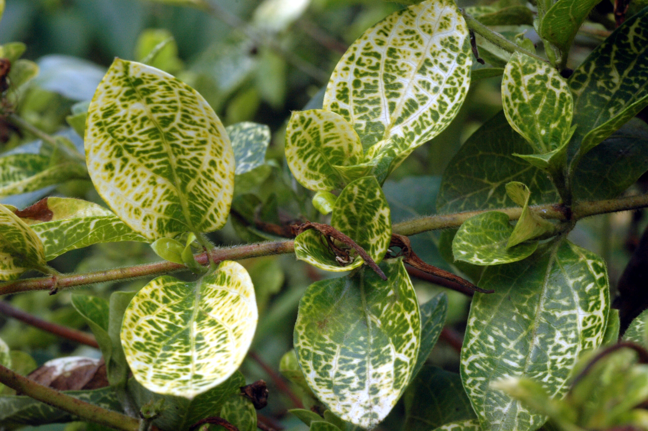 5 Causes of Honeysuckle Leaves Turning Yellow Treatments