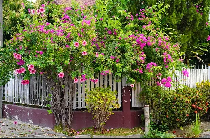 Why is My Bougainvillea Dropping Flowers? Solution] Plants