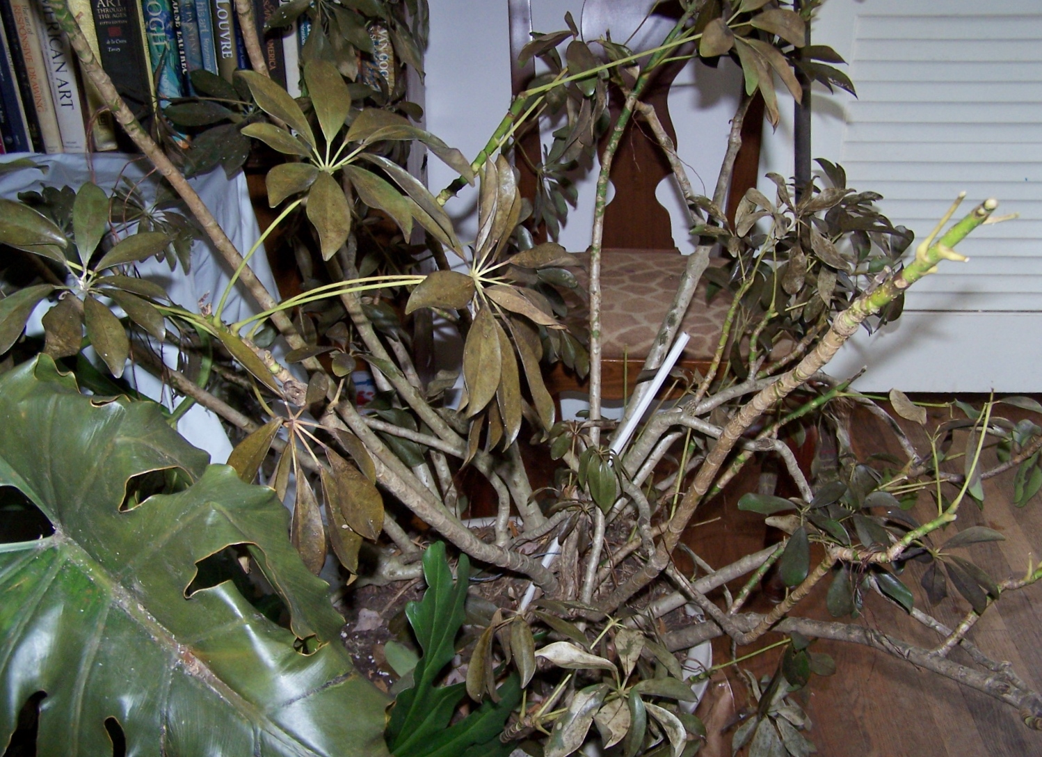 Why Are My Schefflera Leaves Turning Black? [6 Causes & Actionable