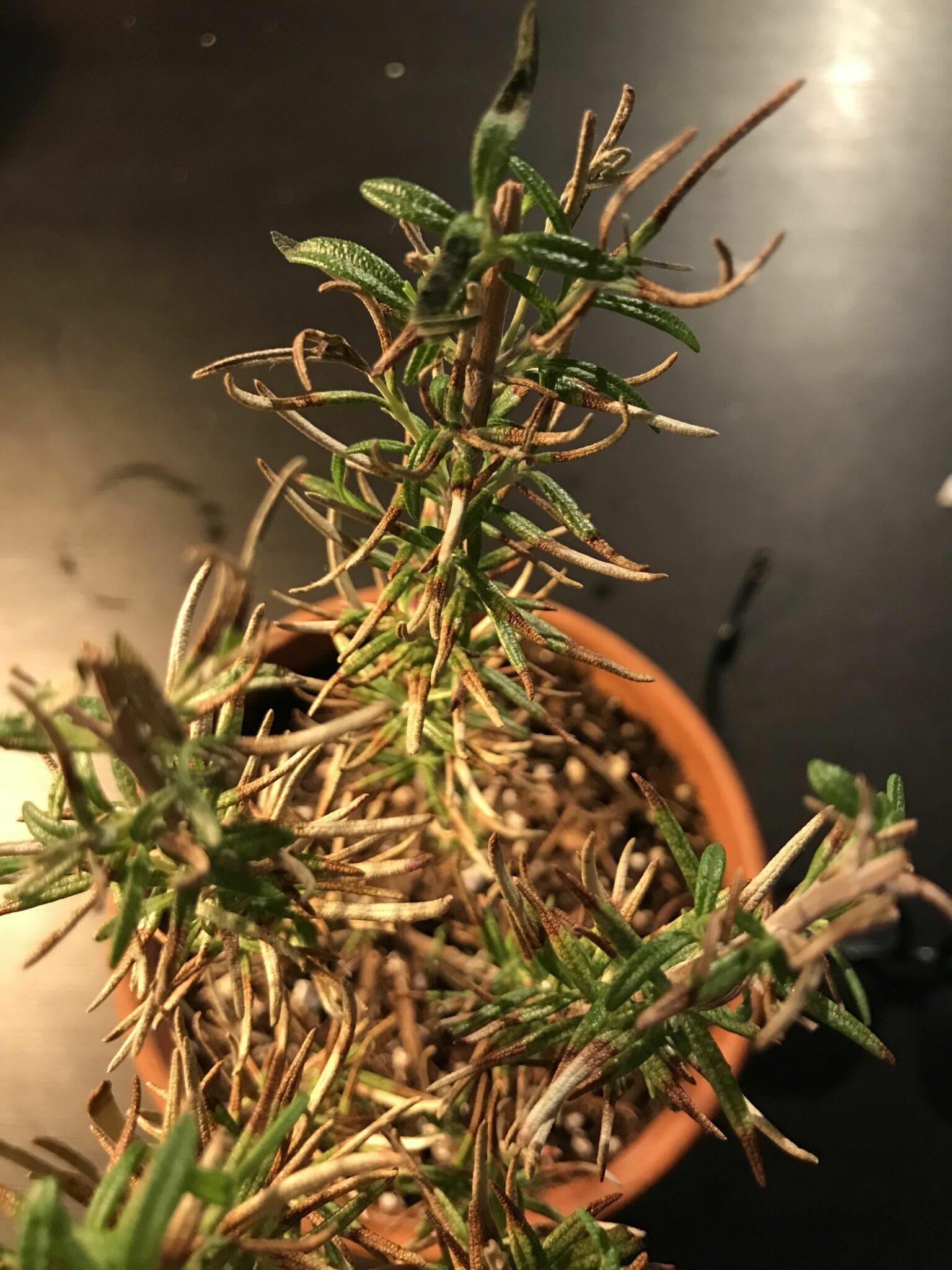 5 Reasons for Rosemary Leaves Turning Brown [How To Revive] Plants Of