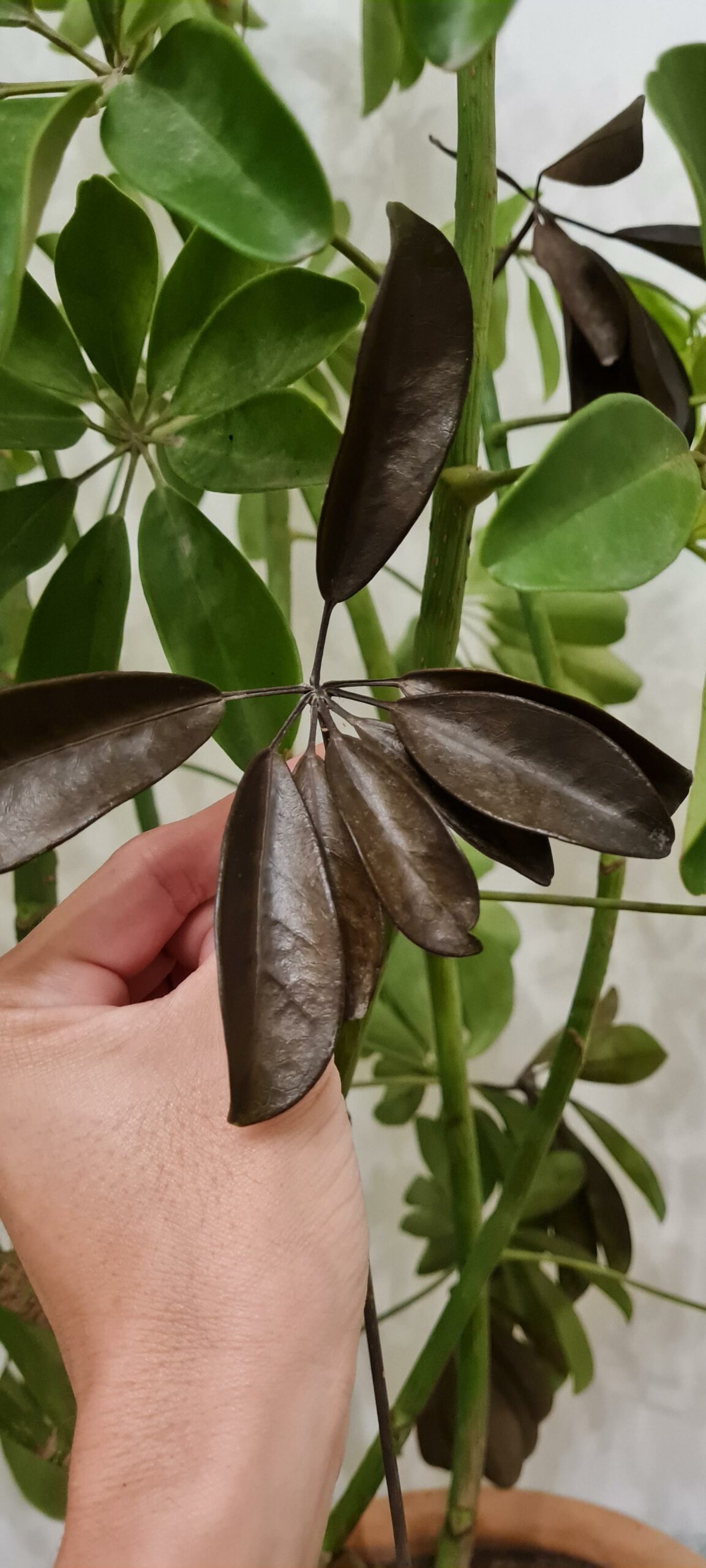 Why Are My Schefflera Leaves Turning Black? [6 Causes & Actionable