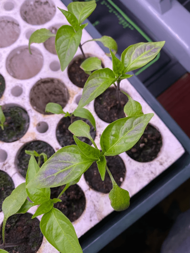5 Reasons for Pepper Seedlings Turning Purple [360Degree Solution