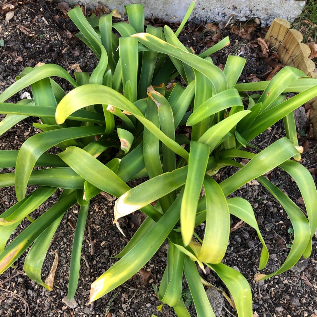 Agapanthus Leaves Turning Yellow A List of All the Potential Culprits