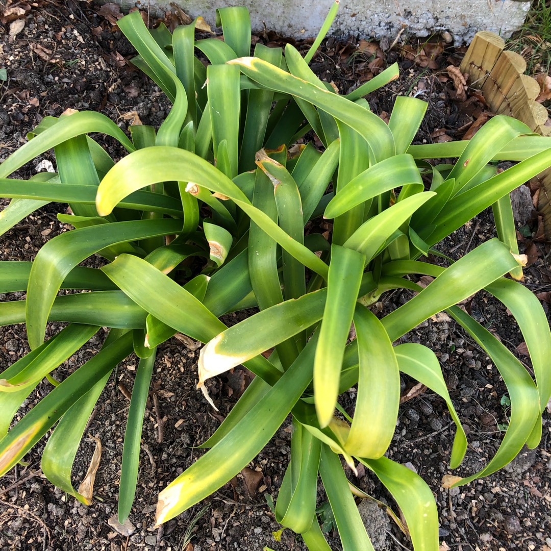 Agapanthus Leaves Turning Yellow A List of All the Potential Culprits