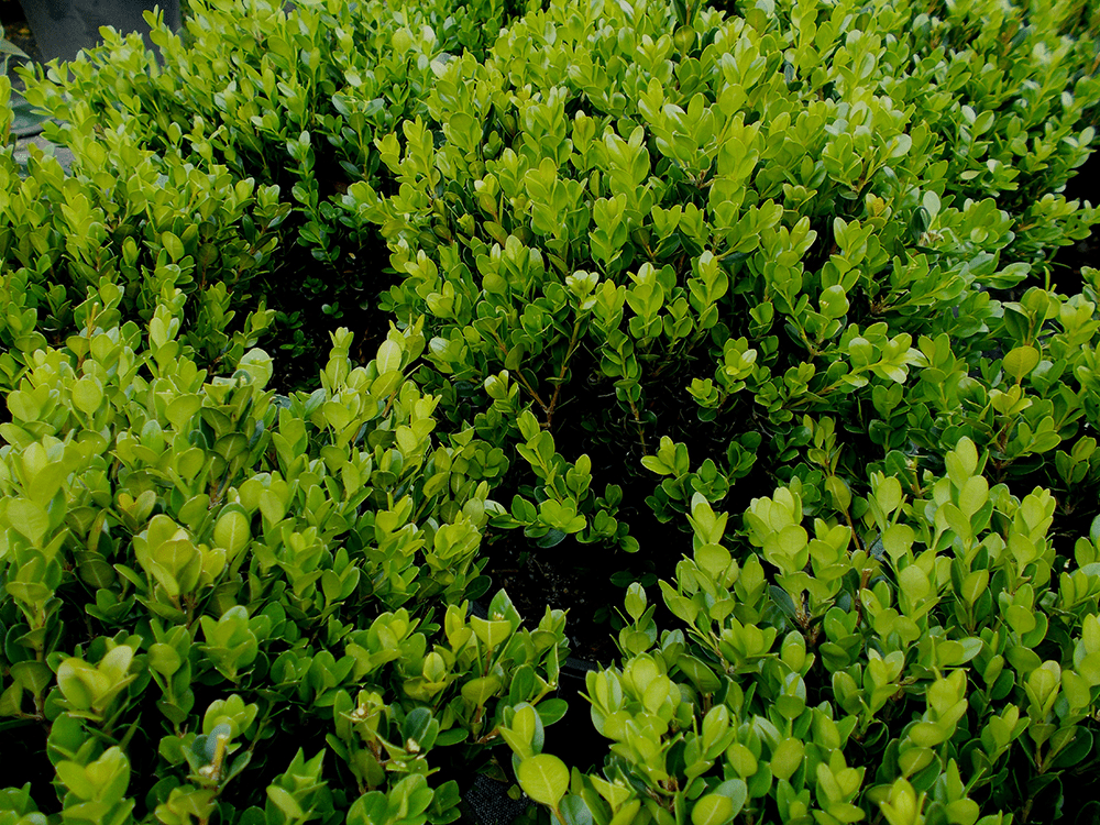 Buxus Plants Online Sydney