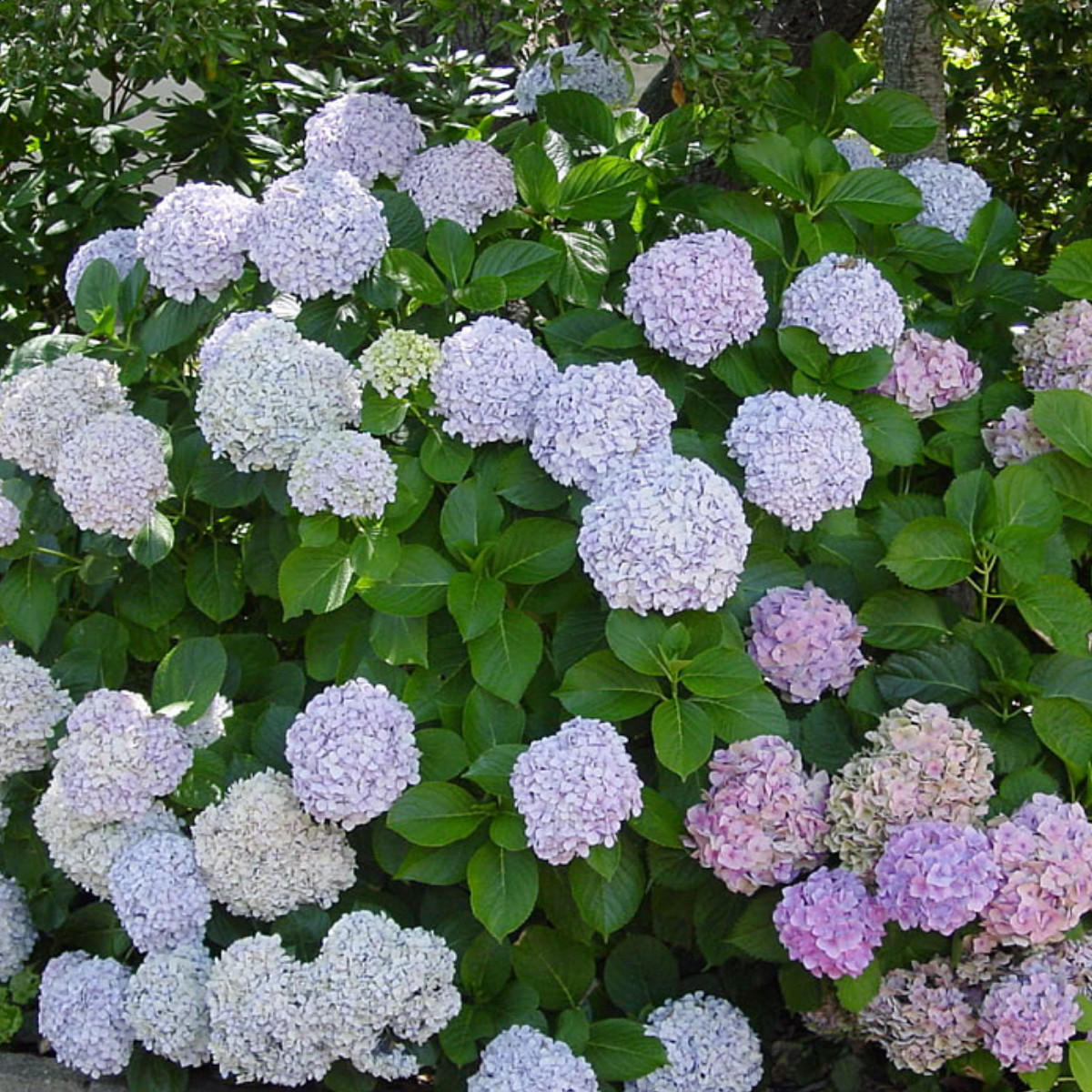 Hydrangea macrophylla