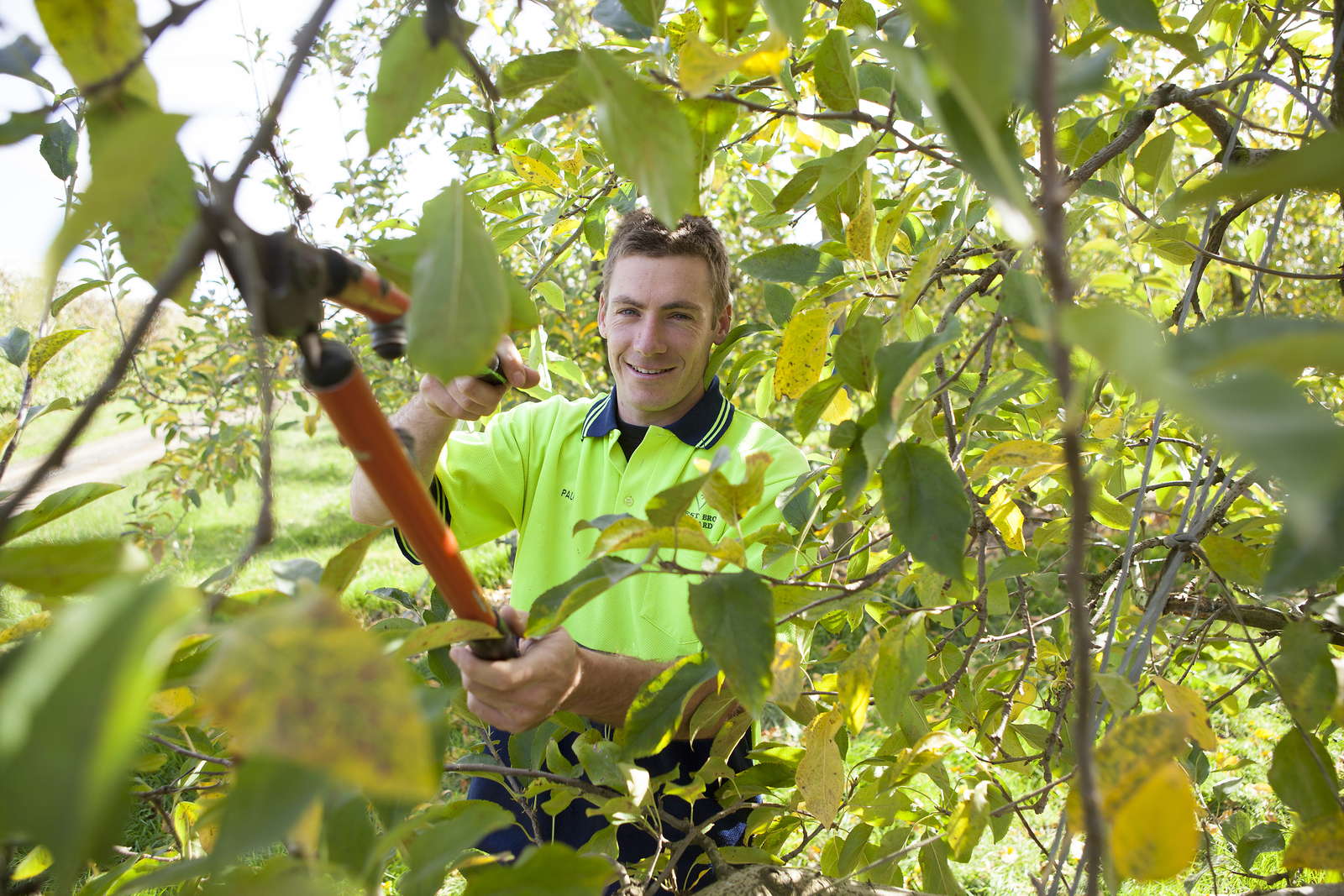 Damit das gelingt, dürfen außer dem leittrieb nur maximal drei äste erhalten bleiben. Wann Schneidet Man Obstbaume