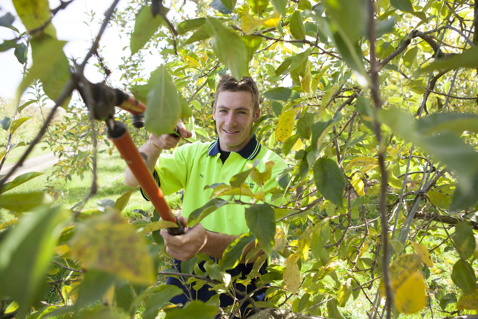 Wann Schneidet Man Obstbaume