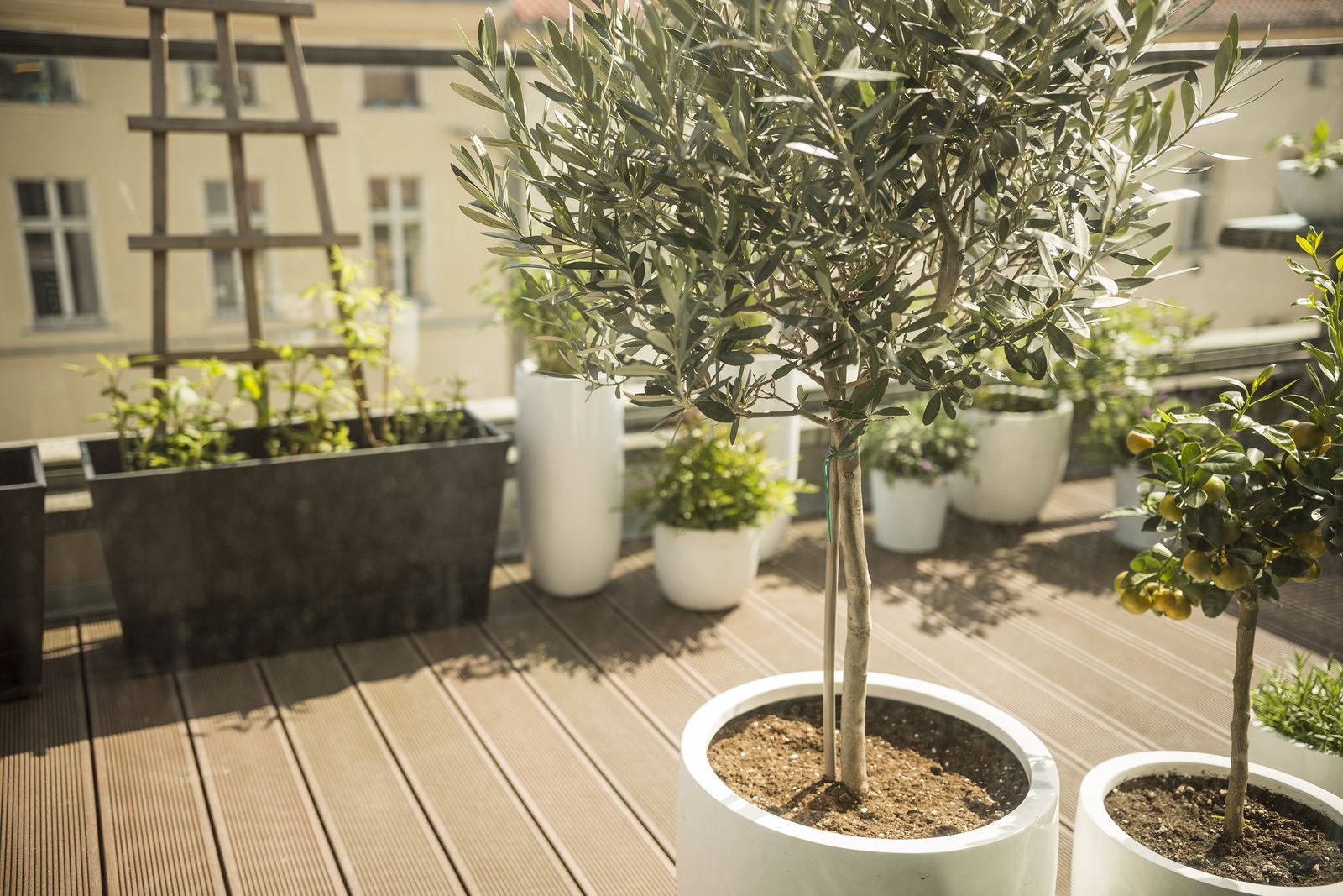 Pflanzen fÃ¼r den Balkon Unsere Top 15 Plantura