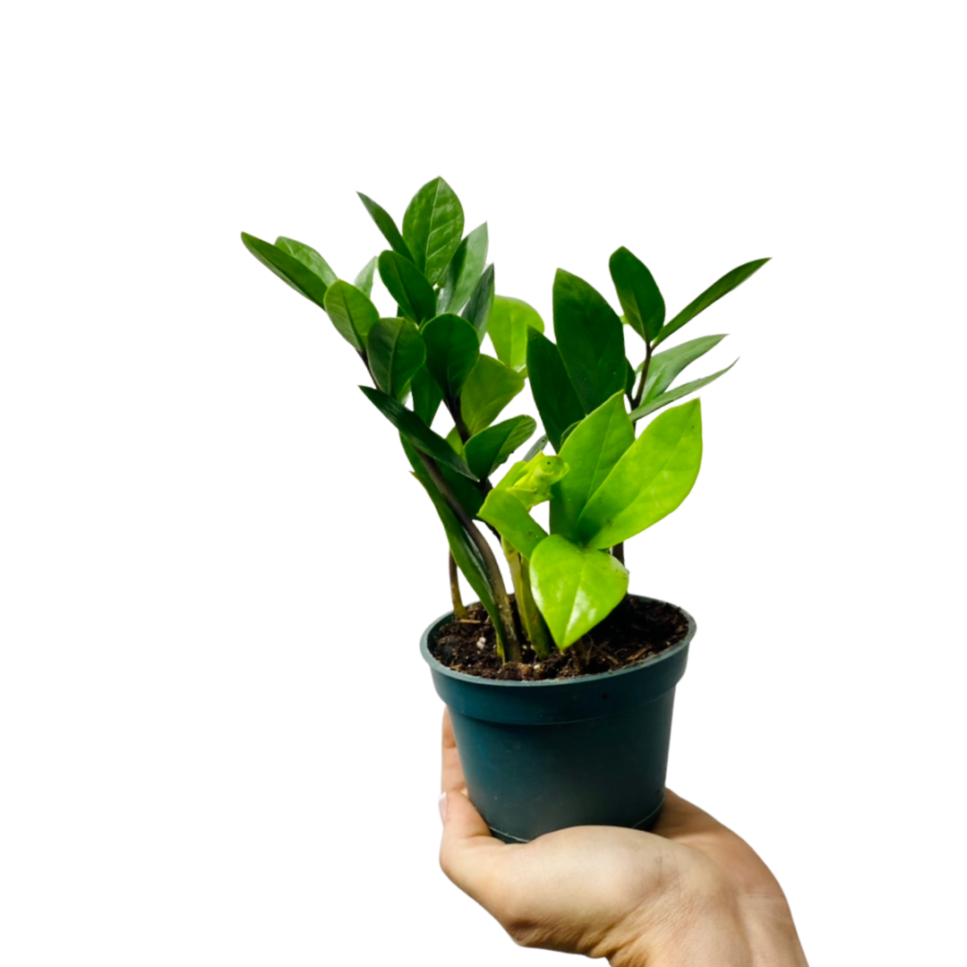 4″ ZAMIOCULCAS “ZZ” PLANT Plant Van