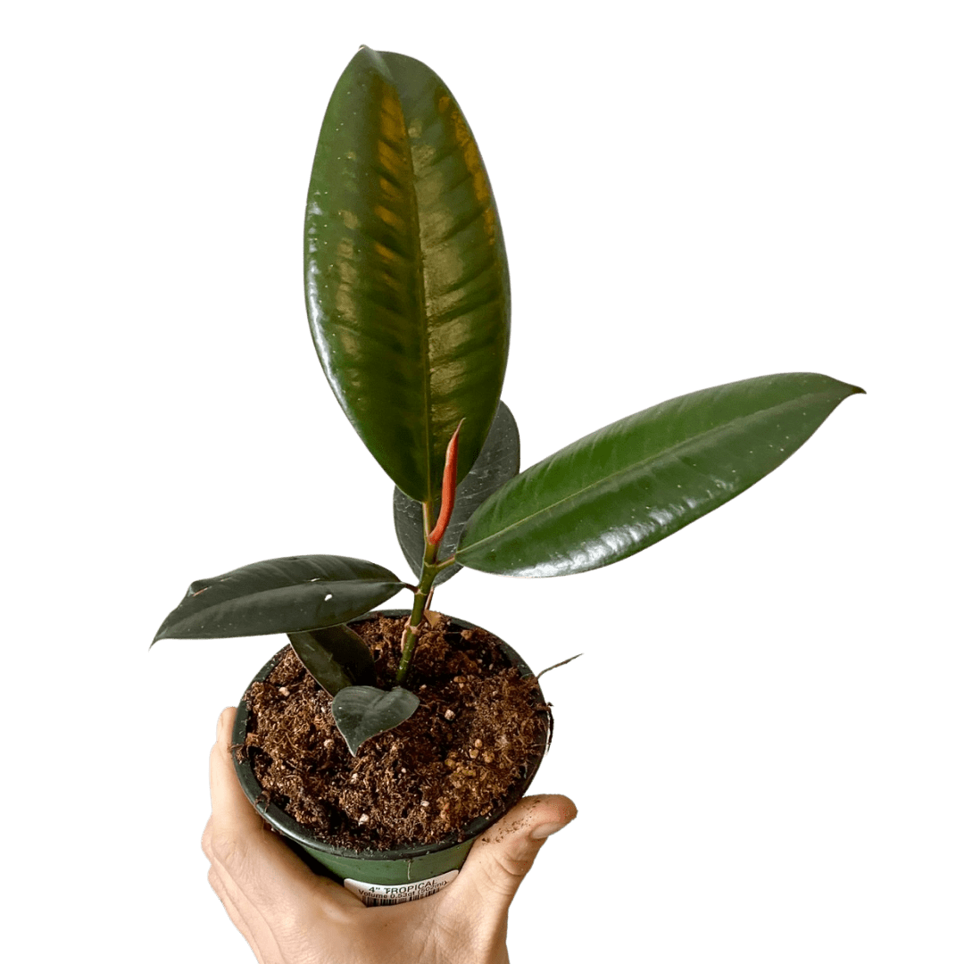 4″ Burgandy Rubber Tree Plant Van