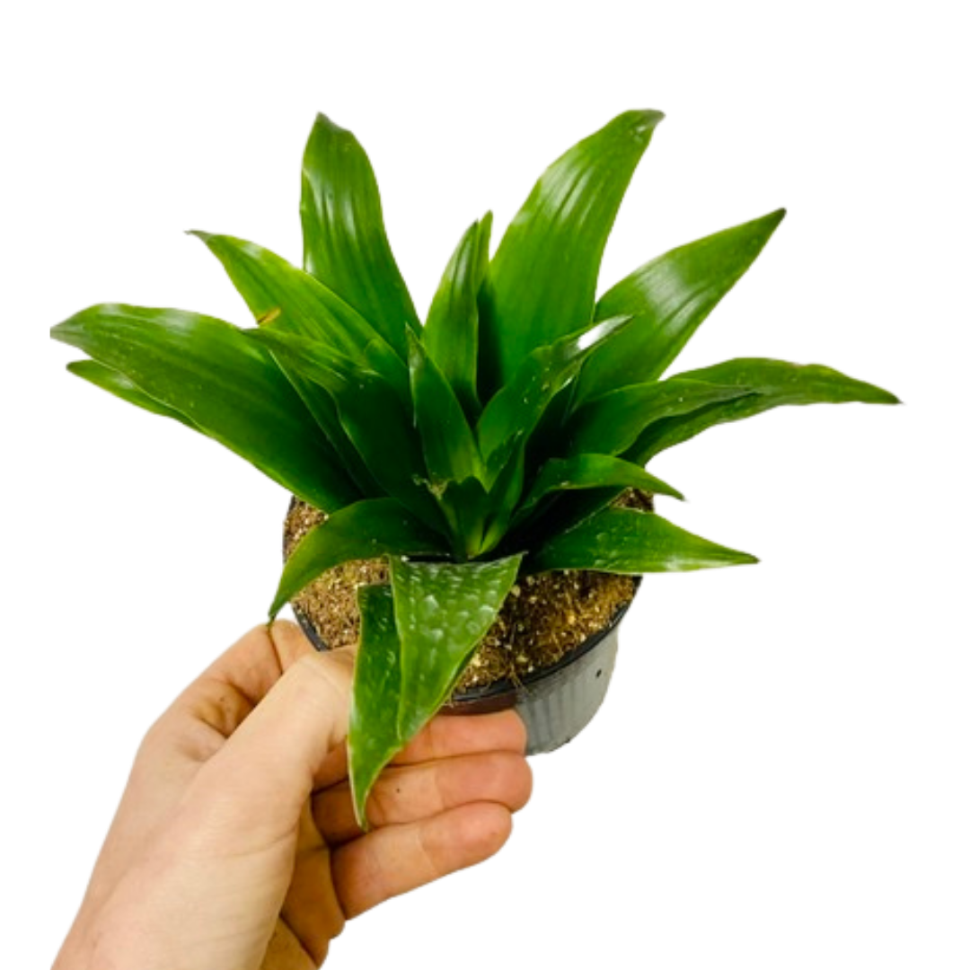 Dracaena Craig 4″ ‣ Plant Van