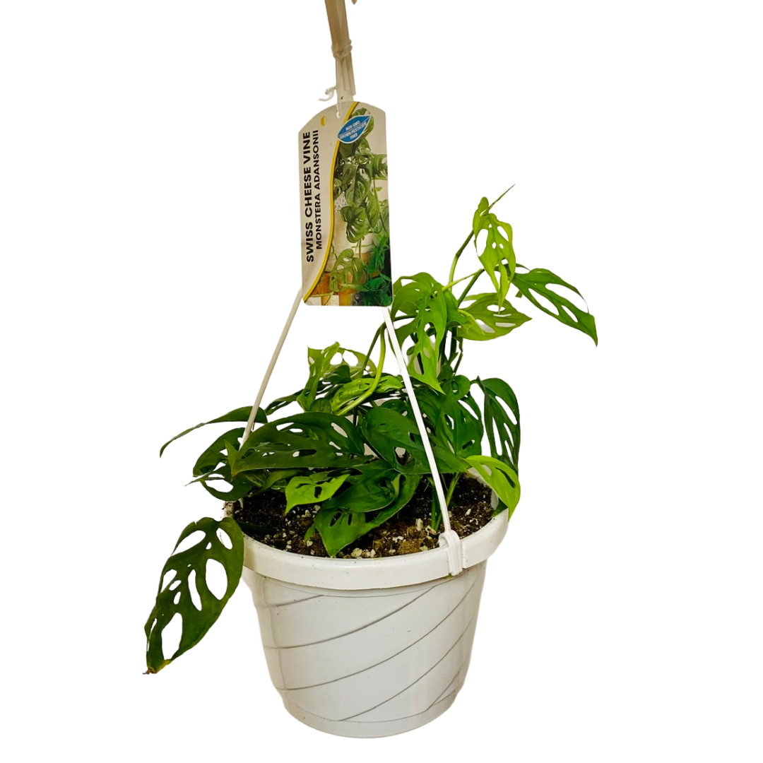 Swiss Cheese Vine (Monstera Adansonii) 7.5” Hanging Basket Plant Van