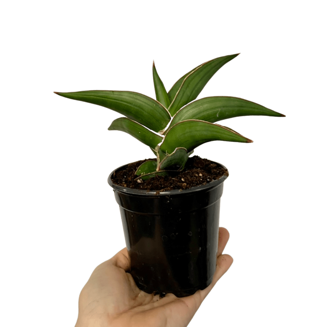 4” Samurai Snake Plant Plant Van