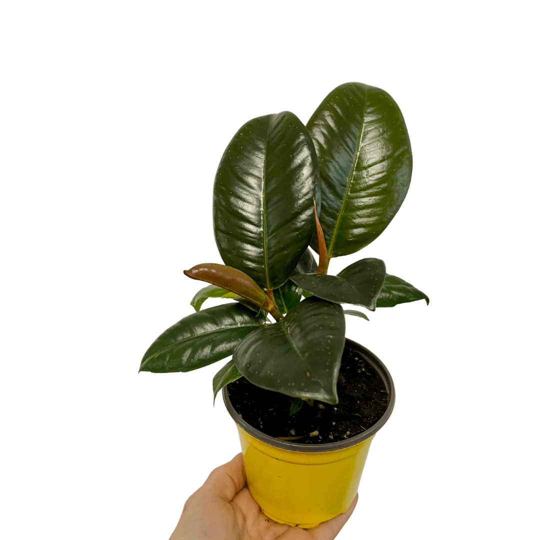 4″ Ficus Elastica Green (Rubber Tree) Plant Van