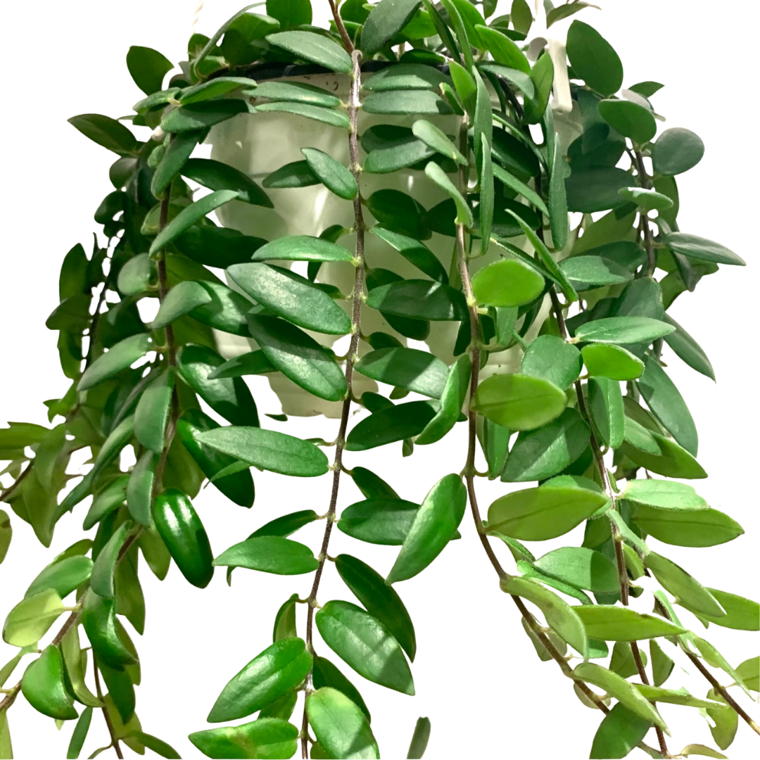 Lipstick Plant Myra (8″) Plant Van