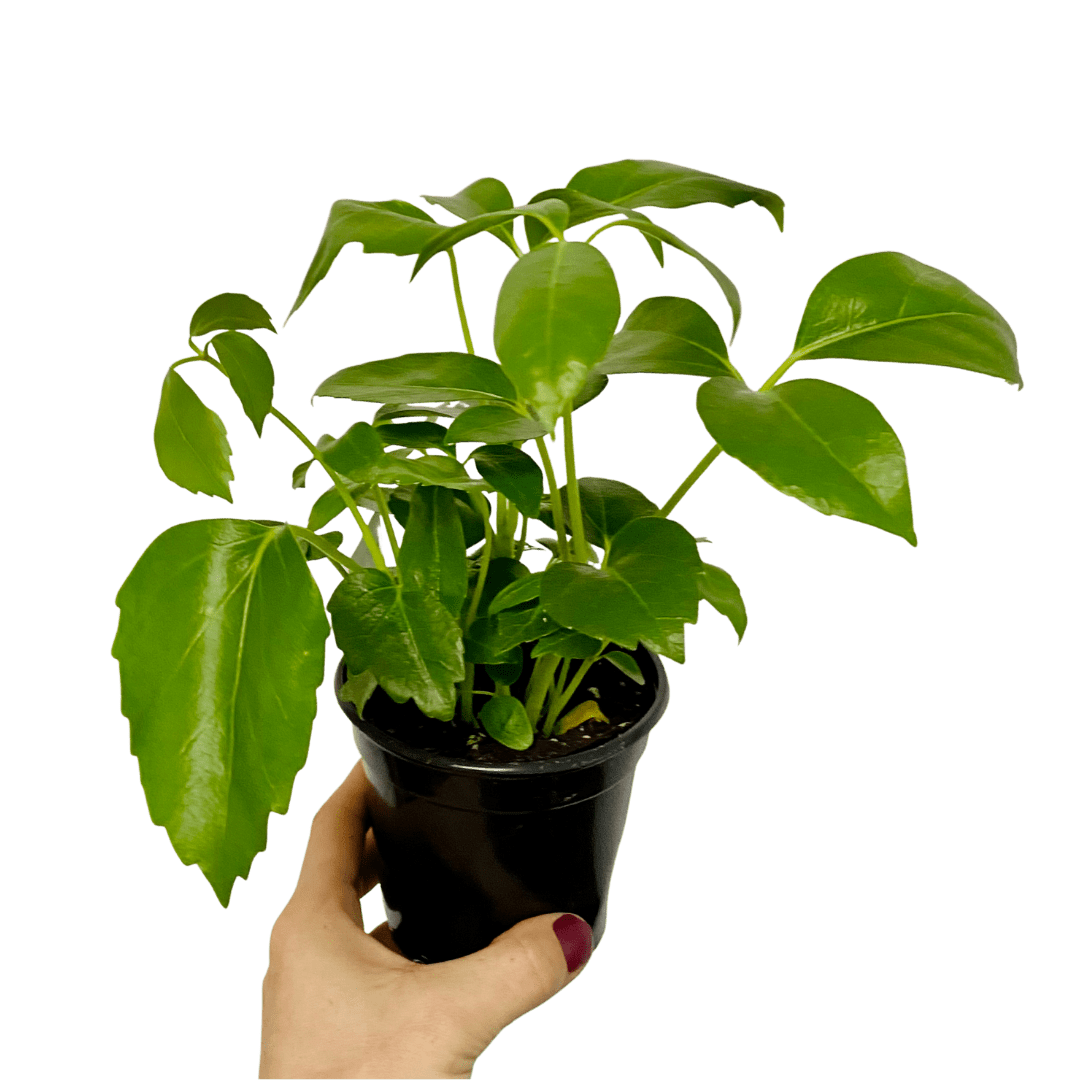 4″ Umbrella Tree ‘Amate’ Plant Van